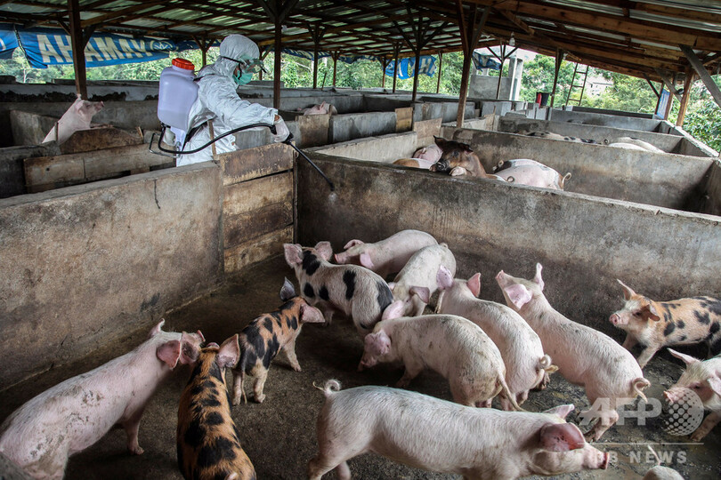 インドネシア 豚コレラ感染で死んだ豚 2万7000頭超える 写真2枚 国際ニュース Afpbb News