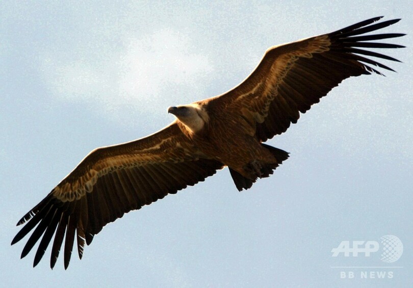 ゴラン高原に生息の希少なハゲワシ、毒物摂取でほぼ半減
