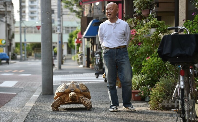 巨大亀の ボンちゃん ゆっくりお散歩で街の人気者に 東京 写真18枚 国際ニュース Afpbb News