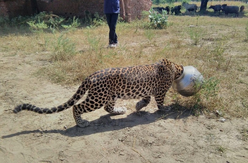 ヒョウの頭がつぼにすっぽり、5時間後に救出 インド ヒョウの頭がつぼにすっぽり、5時間後に救出 インド