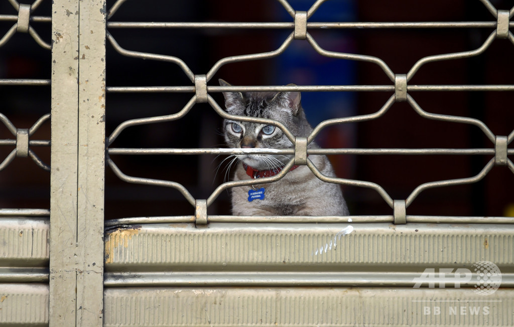 飼い主がアパート立ち退き、猫110匹すみか失う スペイン 飼い主がアパート立ち退き、猫110匹すみか失う スペイン