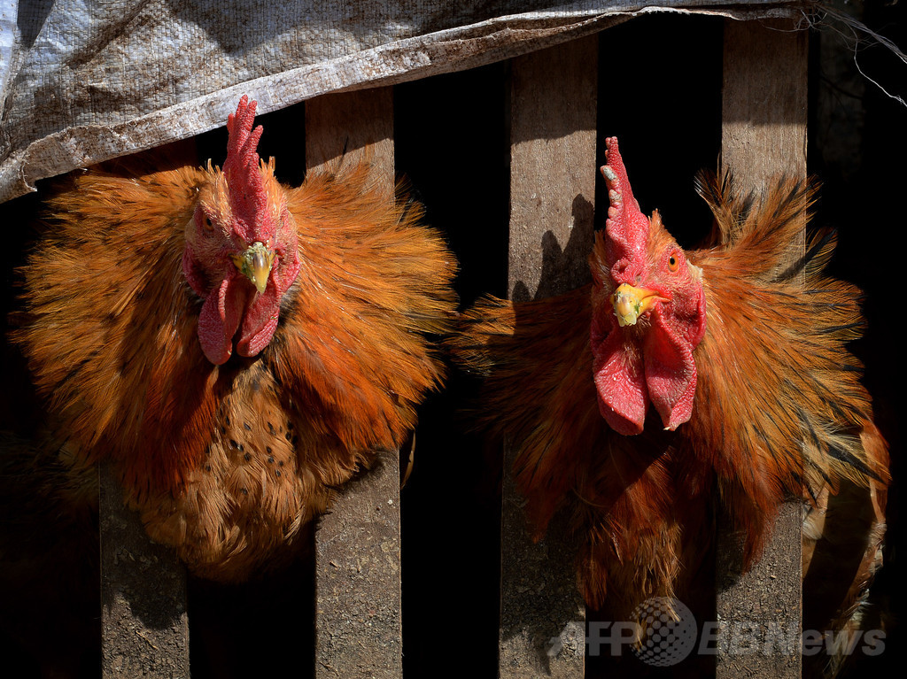 中国、H7N9型鳥インフルの今年の死者100人に迫る 中国、H7N9型鳥インフルの今年の死者100人に迫る