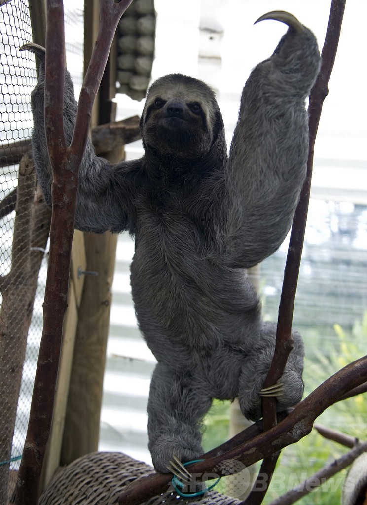 ナマケモノとガ、切っても切れない共生関係 研究で判明 ナマケモノとガ、切っても切れない共生関係 研究で判明