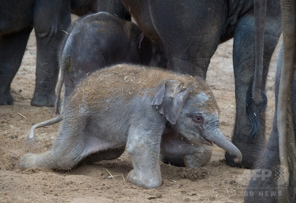 自力で立てる 生まれたばかりのゾウの赤ちゃん ドイツ 写真6枚 国際ニュース Afpbb News