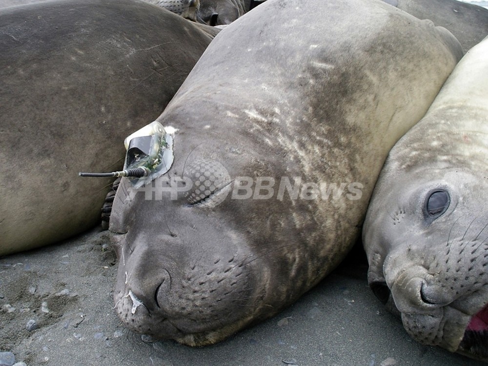 南極海の気候変動調査にゾウアザラシを活用 写真2枚 国際ニュース Afpbb News