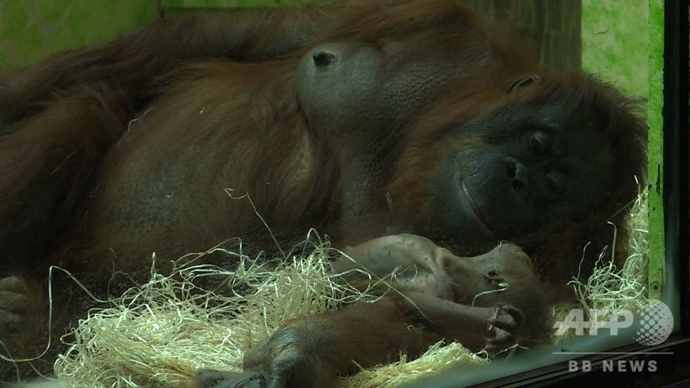 動画 生後8日のオランウータンの赤ちゃん公開 05年以来の誕生 仏動物園 写真1枚 国際ニュース Afpbb News