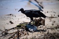 ブラジル・リオデジャネイロ州サンジョアンダバラ市のアタフォナビーチで魚の死骸をつかむハゲワシ（2022年2月7日撮影）。(c)MAURO PIMENTEL / AFP