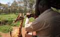 ナイロビ（Nairobi）のジラフセンター（Giraffe Center）で、携帯電話のカメラでキリンを撮影するケニア人観光客（2012年1月10日撮影）。(c)AFP/SIMON MAINA