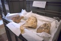 仏パリのルーブル美術館で、セーヌ川の氾濫を受けて展示室に移された、美術品を収納した箱（2016年6月3日撮影）。(c)AFP/GEOFFROY VAN DER HASSELT 