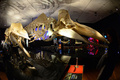 米ニューヨーク（New York）のアメリカ自然史博物館（American Museum of Natural History）では23日から、クジラの特別展「Whales: Giant of the Deep（クジラ：深海の巨大生物）」が始まる。クジラに関する最新の研究結果や、人類の文化にクジラが果たしてきた中心的役割などを紹介する。開催は来年1月5日まで。

写真は、20日に行われた内覧会の様子（2013年3月20日撮影）。(c)AFP/EMMANUEL DUNAND