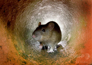 生きたネズミの頭かみ切り食べた男、動物虐待で訴追 豪州 生きたネズミの頭かみ切り食べた男、動物虐待で訴追 豪州