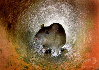 生きたネズミの頭かみ切り食べた男 動物虐待で訴追 豪州 写真1枚 国際ニュース Afpbb News