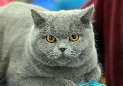 中国・瀋陽で大規模なペット展示会