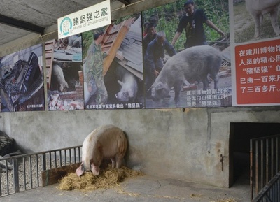 四川大地震生き延びた「ガンバル豚」 冬を前に減量50キロ