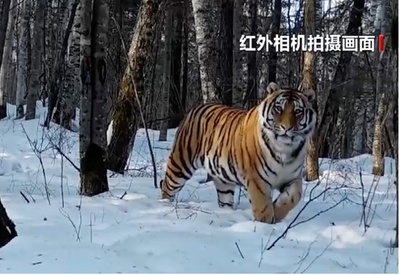 野生復帰1年 アムールトラ「完達山1号」は今どうしているか