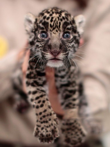 赤ちゃんジャガー、すくすく成長中 メキシコ