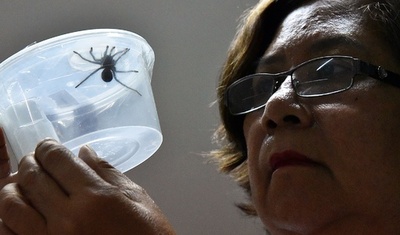 小包でタランチュラ750匹密輸 フィリピンで押収