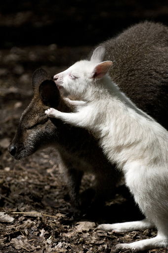 真っ白なキノボリカンガルーの赤ちゃん、ハンガリー