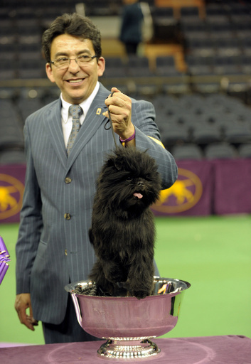 アーフェンピンシャーに栄冠、ウエストミンスター・ドッグショー