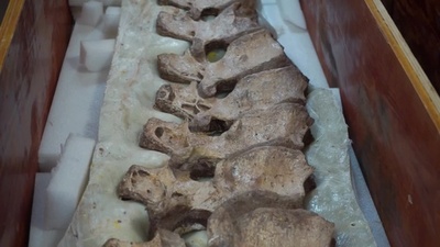 動画:中国江西省で9千万年以上前の新種の恐竜化石を発見