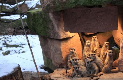 寒いからランプに集まれ！ミーアキャット 独動物園