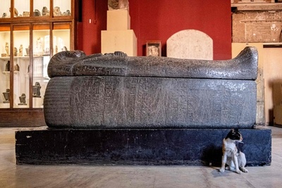 展示品には興味ニャい? エジプト考古学博物館に猫来館