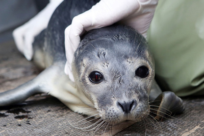 生後3週間のアザラシを保護、飼育施設へ 独
