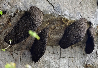 まさに「一枚岩」？ 岩にぶら下がって身を守る野生ミツバチの群れ