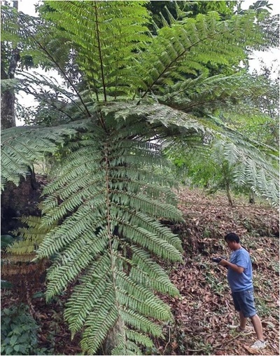 植物界の「生きた化石」ヘゴの群生を多数発見 中国・雲南省