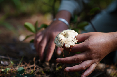 雲南で人気の観光「キノコ狩り体験」