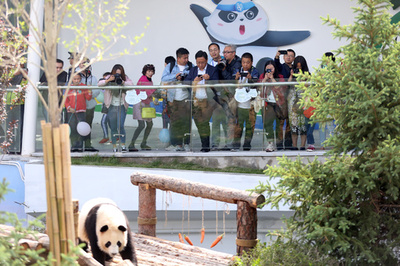 チベット高原に初の「パンダ館」がオープン