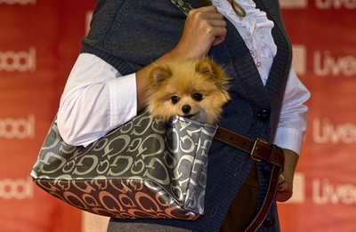 おしゃれワンコ集まれ、メキシコ市でファッションショー