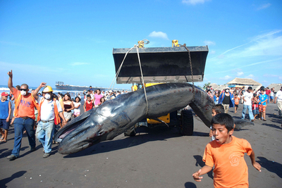 全長12メートルのクジラ座礁、グアテマラ