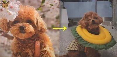 韓国の愛犬のための「月額10万円」幼稚園…「6カ月」の子が成犬に噛まれて失明という悲劇