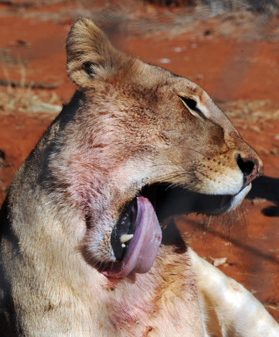 女性がライオンにかみ殺される、南アフリカの宿泊施設