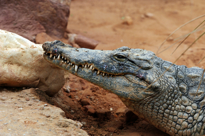 ワニには負けなかったが睡魔に負けた観光客