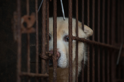 仏スーパー大手 中国の店舗で販売していた犬肉を撤去 写真1枚 国際ニュース Afpbb News