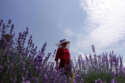 「困難な状況にも希望ある」コロナ禍で需要増 アルバニアの薬草