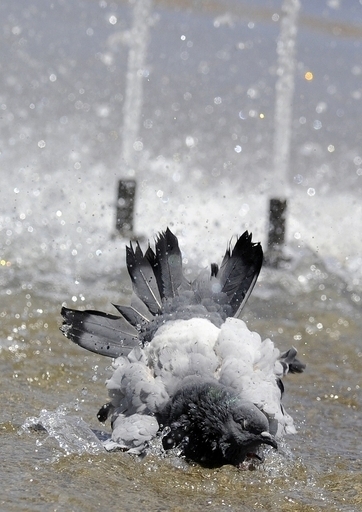 ヘビ、ハト、トカゲ・・・英国に持ち込まれそうになった奇妙な動物たち