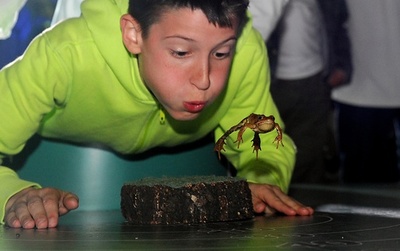 カエルの幅跳び大会、クロアチアで開催