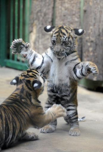 猫パンチじゃない、虎パンチ！