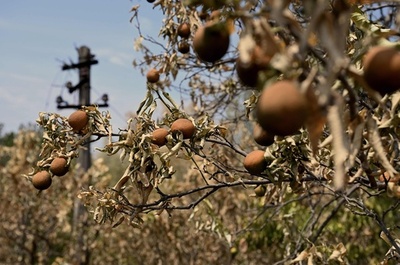 作物全滅…記録的猛暑にあえぐ農家 中国・重慶