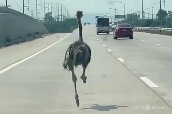 タイの高速道路を疾走するダチョウ 動画で撮影