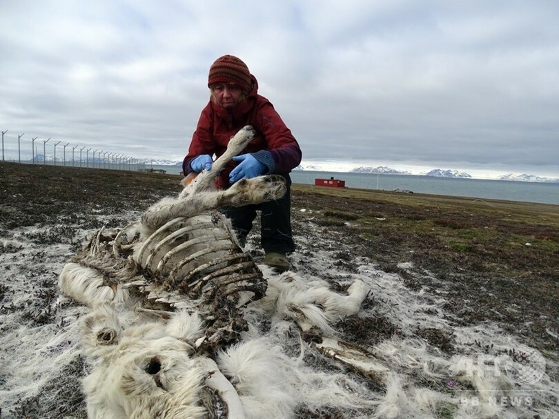北極圏でトナカイ0頭餓死 気候変動の影響か 写真4枚 国際ニュース Afpbb News