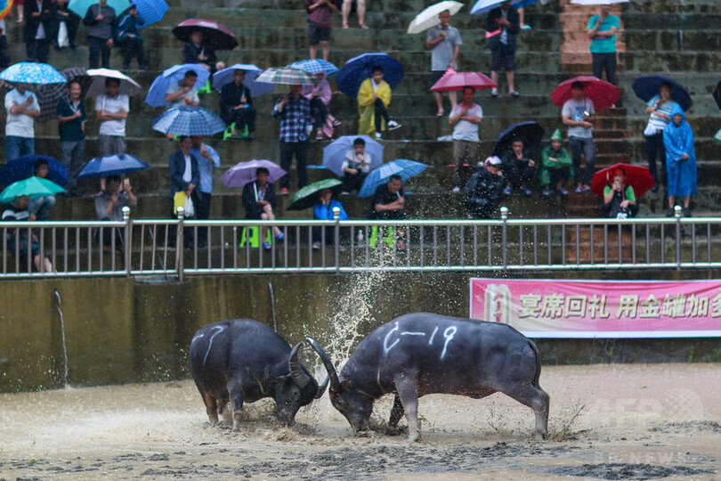 トン族村落の闘牛大会に観客は大興奮　貴州省