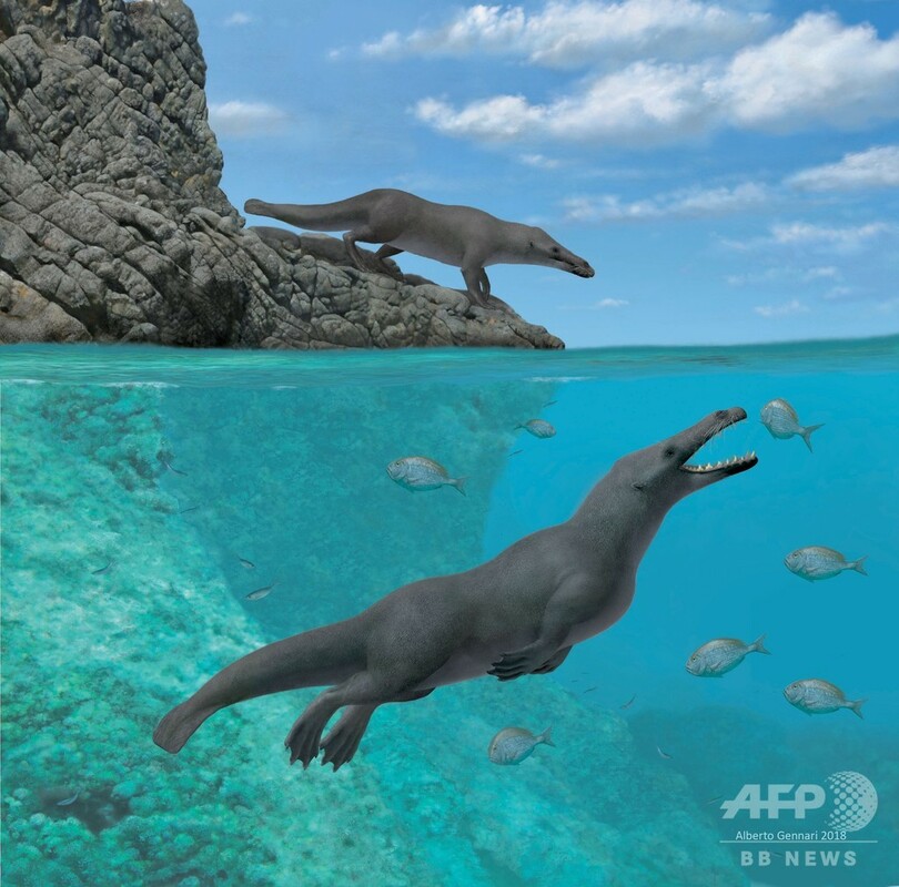 4本足のクジラの祖先 ペルーで化石発見 写真3枚 国際ニュース Afpbb News
