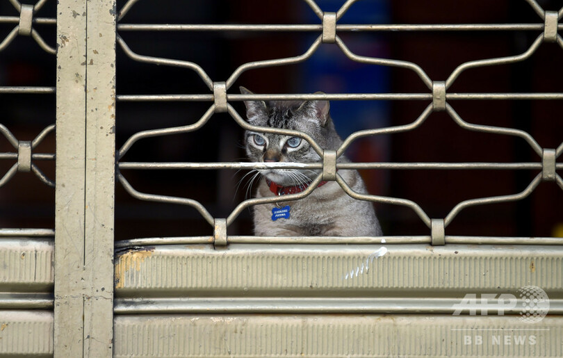 飼い主がアパート立ち退き 猫110匹すみか失う スペイン 写真1枚 国際ニュース Afpbb News