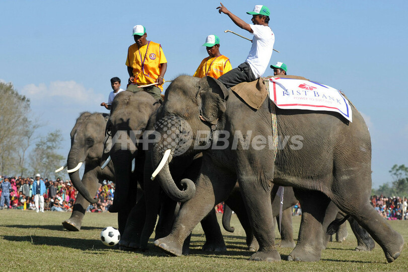 鼻先でゴール決めるぞ！ゾウの祭典でサッカー大会 ネパール