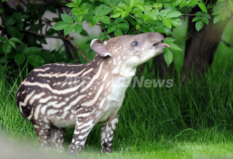 独動物園がバクの赤ちゃんを初公開 写真4枚 国際ニュース Afpbb News