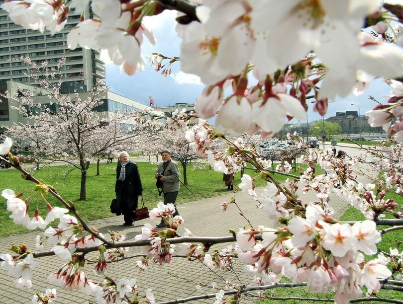 リトアニアで桜を愛でる人々 杉原千畝のサクラ公園 写真3枚 国際ニュース Afpbb News